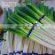 fresh green Chinese long onion