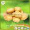 2016 Cheap Price Fresh Holland Potato