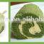 GMP Factory supply Best Quality Green Tea Extract