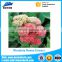 2017 New manufacture supply Rhodiola rosea extract 3% 5% rosavins With the Best Quality