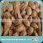 High Quality Raw Long Wang Mao/Dragon King Apricot Kernel Pit