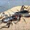 Microwave Dried Crickets For Insect Protein Material