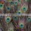 Factory Wholesale indian peacock feather for sale