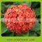 Export Romantic dream fresh cut hydrangea flower wedding car decoration