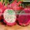 fresh dragon fruit