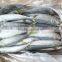 WR Frozen Mackerel 200-300g for Sale