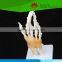 Hot selling PVC Human Life-size hand joint with ligaments skeleton model