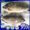 Best sale Frozen Black Tilapia Fish With Gutted and Scaled Gilled Specifications