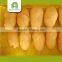 organic export potato with high quality