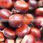 chinese chestnut