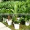 Foliage natural plants Cycas revoluta