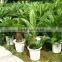 Home garden real ornamental plant Cycas revoluta