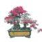 red flower Loropetalum chinense for ornamental outdoor landscaping beautiful bonsai plants