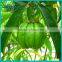 Acetar trade assurance of garcinia cambogia seed