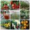 pepper seeds red pepper seeds green pepper seeds