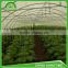 Single tunnel Poly film or PC sheet economical agricultural greenhouse hidroponica for Middle East