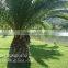 Artificial Cycas Revoluta Sago Cycas for Jurassic Period Dinosaur Hall