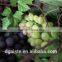 artificial plastic grape fruit products simulated grape