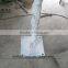white banyan tree for sale ,artificial banyan tree with white leaves