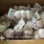 Jinxiang Shandong Fresh Normal White Garlic 5cm Small Packing in Carton Box