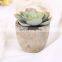 Fake plants simulate succulent bonsai creative flowers simulate potted plants potted trinket