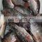 wholesale tilapia frozen tilapia fish Oreochromis Niloticus