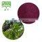 Sciyu supply Anthocyanidins 1%~25% Elderberry fruit Extract powder