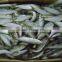 Frozen Sardine from Chinese Manufacture