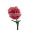 Newest Big Muma home decorative fresh carnation