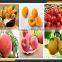 Leader high quality mango/tomato pulping machine for processing line offering its services to overseas