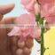 Pure and mild flavor hot-sale flower antirrhinum majus