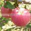 China New Corp Fresh Qinguan Apple