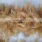 feather boa -gold