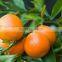 ORANGE FROM EGYPT