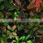 Easy to breed foliage plant Bucephalandra