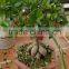 Indoor and outdoor plants Ficus microcarpa Linn. f.