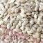 wholesale Pumpkin Seed Show White new crop with best price