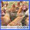 Hot sale 1/2 inch chicken wire/Chicken hexagonal wire mesh/Guangzhou hexagonal mesh (Guangzhou Factory)