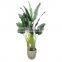 hot sale banana plant