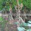 lagerstroemia indica 1.7m trunk height D5-6cm flower season