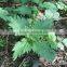Herbal Nettle Leaf Detox Tea Boost Metabolism Raise Natural Energy Reduce Stomach Bloat