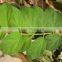 Gymnema Sylvestre