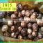 China's shandong province, one of the best fresh taro/taro seeds, exported to Europe and America, southeast Asia and Japan