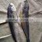 Frozen mahi mahi Whole round