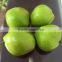 New crop Su pear Chinese fruit fresh pear wholesale