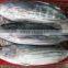 Frozen skipjack tuna