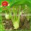 Best Quality Fennel with Good Price
