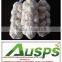 china fresh yellow holland potato