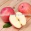 New Arrival Fresh Fuji apple with best price Brand Yitian Sweet Fuji apple