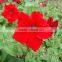 Petunia Flower seeds Morning glory seeds petulantly seeds for planting